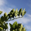 Thumb_naranjawashington_l_02