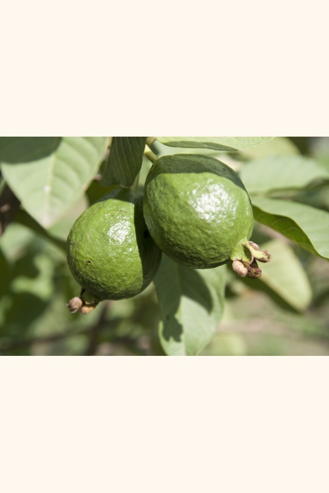Slider_guayaba_china_7