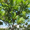 Thumb_img_6611_2