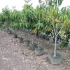 Thumb_frmreadmail_attachment-9