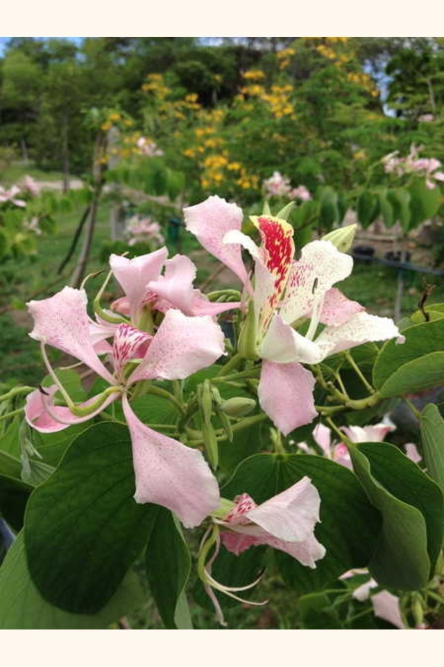 Slider_orchid_fl